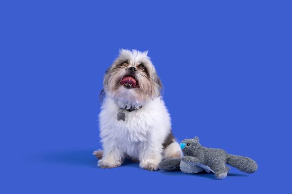 Attachment Theory Plush Squirrel with Squeaker Toy for Dogs Sale - Image 3